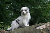 BERGER AUSTRALIEN PUPPIES 844